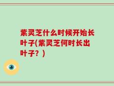 紫灵芝什么时候开始长叶子(紫灵芝何时长出叶子？)
