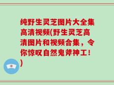 纯野生灵芝图片大全集高清视频(野生灵芝高清图片和视频合集，令你惊叹自然鬼斧神工！)