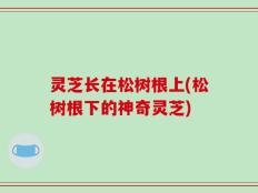 灵芝长在松树根上(松树根下的神奇灵芝)