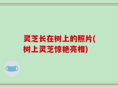 灵芝长在树上的照片(树上灵芝惊艳亮相)