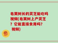 皂荚树长的灵芝能吃吗视频(皂荚树上产灵芝？它能直接食用吗？  视频)
