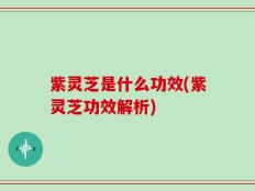紫灵芝是什么功效(紫灵芝功效解析)