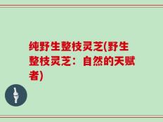 纯野生整枝灵芝(野生整枝灵芝：自然的天赋者)