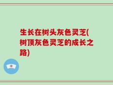 生长在树头灰色灵芝(树顶灰色灵芝的成长之路)