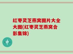 红枣灵芝燕窝图片大全大图(红枣灵芝燕窝合影集锦)