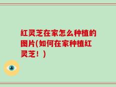 红灵芝在家怎么种植的图片(如何在家种植红灵芝！)