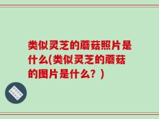 类似灵芝的蘑菇照片是什么(类似灵芝的蘑菇的图片是什么？)