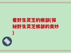 看野生灵芝的根部(探秘野生灵芝根部的奥妙)