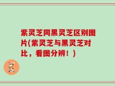 紫灵芝同黑灵芝区别图片(紫灵芝与黑灵芝对比，看图分辨！)