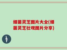 细菌灵芝图片大全(细菌灵芝壮观图片分享)