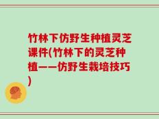 竹林下仿野生种植灵芝课件(竹林下的灵芝种植——仿野生栽培技巧)