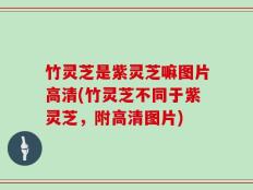 竹灵芝是紫灵芝嘛图片高清(竹灵芝不同于紫灵芝，附高清图片)