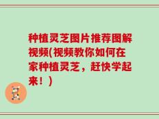 种植灵芝图片推荐图解视频(视频教你如何在家种植灵芝，赶快学起来！)