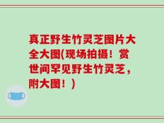 真正野生竹灵芝图片大全大图(现场拍摄！赏世间罕见野生竹灵芝，附大图！)