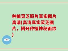 种植灵芝照片真实图片高清(高清真实灵芝图片，揭开种植神秘面纱)
