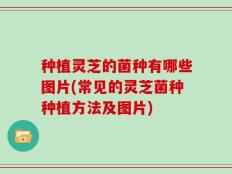 种植灵芝的菌种有哪些图片(常见的灵芝菌种种植方法及图片)