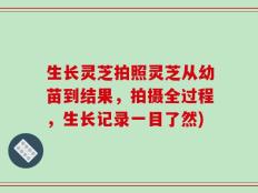 生长灵芝拍照灵芝从幼苗到结果，拍摄全过程，生长记录一目了然)