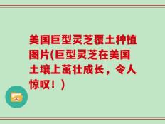 美国巨型灵芝覆土种植图片(巨型灵芝在美国土壤上茁壮成长，令人惊叹！)