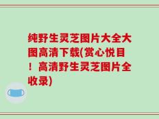 纯野生灵芝图片大全大图高清下载(赏心悦目！高清野生灵芝图片全收录)