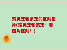 紫灵芝和紫芝的区别图片(紫灵芝和紫芝：看图片区别！)