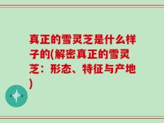 真正的雪灵芝是什么样子的(解密真正的雪灵芝：形态、特征与产地)