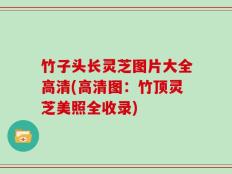 竹子头长灵芝图片大全高清(高清图：竹顶灵芝美照全收录)