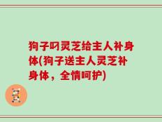 狗子叼灵芝给主人补身体(狗子送主人灵芝补身体，全情呵护)