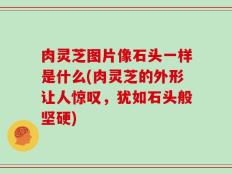 肉灵芝图片像石头一样是什么(肉灵芝的外形让人惊叹，犹如石头般坚硬)