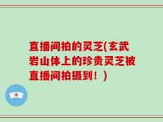 直播间拍的灵芝(玄武岩山体上的珍贵灵芝被直播间拍摄到！)