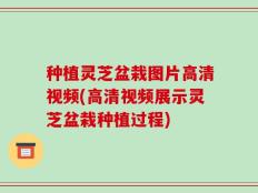 种植灵芝盆栽图片高清视频(高清视频展示灵芝盆栽种植过程)