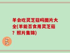 羊会吃灵芝菇吗图片大全(羊能否食用灵芝菇？照片集锦)