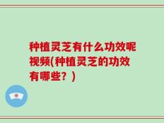 种植灵芝有什么功效呢视频(种植灵芝的功效有哪些？)