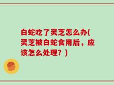 白蛇吃了灵芝怎么办(灵芝被白蛇食用后，应该怎么处理？)