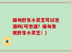 缅甸野生小灵芝可以泡酒吗(可泡酒？缅甸发现野生小灵芝！)