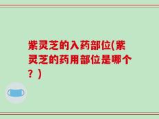 紫灵芝的入药部位(紫灵芝的药用部位是哪个？)