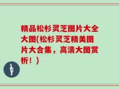 精品松杉灵芝图片大全大图(松杉灵芝精美图片大合集，高清大图赏析！)