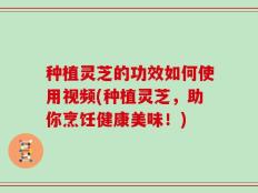 种植灵芝的功效如何使用视频(种植灵芝，助你烹饪健康美味！)