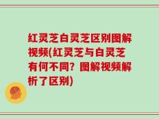 红灵芝白灵芝区别图解视频(红灵芝与白灵芝有何不同？图解视频解析了区别)