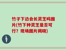 竹子下边会长灵芝吗图片(竹下种灵芝是否可行？现场图片揭晓)