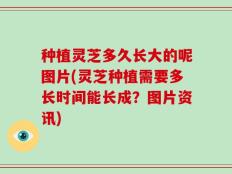 种植灵芝多久长大的呢图片(灵芝种植需要多长时间能长成？图片资讯)