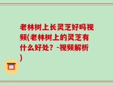 老林树上长灵芝好吗视频(老林树上的灵芝有什么好处？-视频解析)