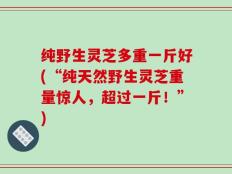 纯野生灵芝多重一斤好(“纯天然野生灵芝重量惊人，超过一斤！”)