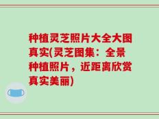 种植灵芝照片大全大图真实(灵芝图集：全景种植照片，近距离欣赏真实美丽)