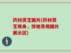 药材灵芝图片(药材灵芝现身，惊艳亮相图片展示区)