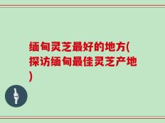 缅甸灵芝最好的地方(探访缅甸最佳灵芝产地)