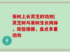 茶树上长灵芝的功效(灵芝树与茶树生长同体，双倍保健，盘点多重功效