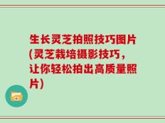 生长灵芝拍照技巧图片(灵芝栽培摄影技巧，让你轻松拍出高质量照片)