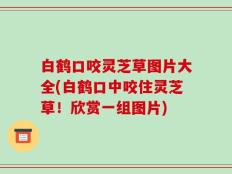 白鹤口咬灵芝草图片大全(白鹤口中咬住灵芝草！欣赏一组图片)