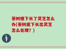 茶树根下长了灵芝怎么办(茶树底下长出灵芝怎么处理？)