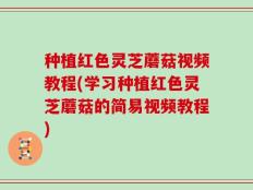 种植红色灵芝蘑菇视频教程(学习种植红色灵芝蘑菇的简易视频教程)